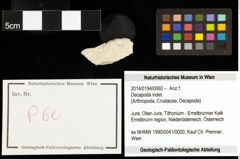 Foto (Objekt + Etiketten) von Decapoda indet. 